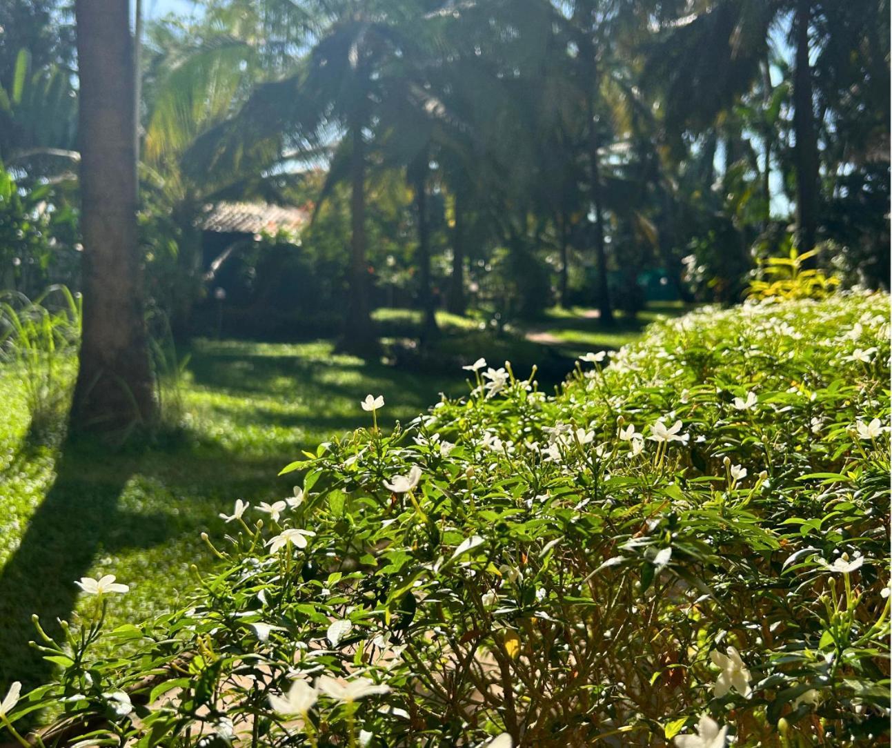 Jungle Hut-Annabelle'S Beach Apartments At Bernard Simao,Calangute,Goa Candolim Exterior foto